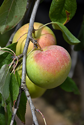 Zestar Apple (Malus 'Zestar') at Hunniford Gardens