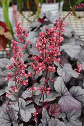 Dolce Silver Gumdrop Coral Bells (Heuchera 'Silver Gumdrop') at Hunniford Gardens