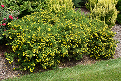 Happy Face Yellow Potentilla (Potentilla fruticosa 'Lundy') at Hunniford Gardens