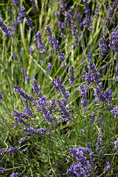 Phenomenal Lavender (Lavandula x intermedia 'Phenomenal') at Hunniford Gardens