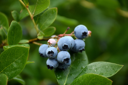 Northcountry Blueberry (Vaccinium 'Northcountry') at Hunniford Gardens