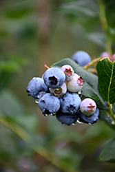Chippewa Blueberry (Vaccinium 'Chippewa') at Hunniford Gardens