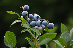 Northland Blueberry (Vaccinium corymbosum 'Northland') at Hunniford Gardens