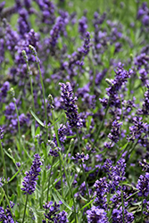 SuperBlue Lavender (Lavandula angustifolia 'SuperBlue') at Hunniford Gardens