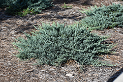 Blue Chip Juniper (Juniperus horizontalis 'Blue Chip') at Hunniford Gardens