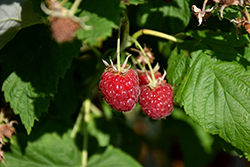 Canby Raspberry (Rubus 'Canby') at Hunniford Gardens
