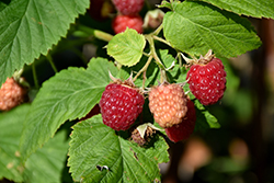 Latham Raspberry (Rubus 'Latham') at Hunniford Gardens