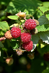 Boyne Raspberry (Rubus 'Boyne') at Hunniford Gardens