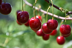 Romeo Cherry (tree form) (Prunus 'Romeo (tree form)') at Hunniford Gardens