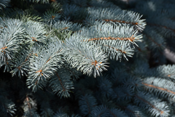Baby Blue Blue Spruce (Picea pungens 'Baby Blue') at Hunniford Gardens