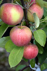 Dexter Jackson Dwarf Apple (Malus 'Dexter Jackson') at Hunniford Gardens