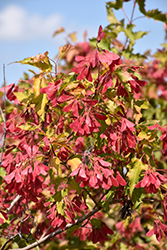 Amur Maple (Acer ginnala) at Hunniford Gardens