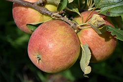 Odyssey Apple (Malus 'Jefsey') at Hunniford Gardens