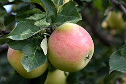 Goodland Apple (Malus 'Goodland') at Hunniford Gardens