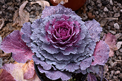 Osaka Purple Ornamental Cabbage (Brassica oleracea 'Osaka Purple') at Hunniford Gardens