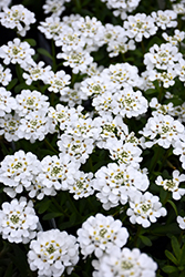 Purity Candytuft (Iberis sempervirens 'Purity') at Hunniford Gardens