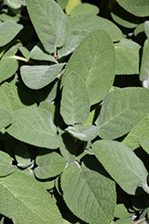 Common Sage (Salvia officinalis) at Hunniford Gardens