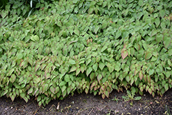 Bishop's Hat (Epimedium x rubrum) at Hunniford Gardens