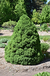 Dwarf Alberta Spruce (Picea glauca 'Conica') at Hunniford Gardens