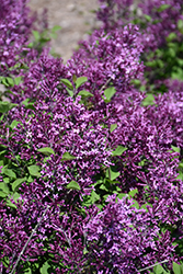 Bloomerang Dark Purple Lilac (Syringa 'SMSJBP7') at Hunniford Gardens