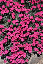 Paint The Town Red Pinks (Dianthus 'Paint The Town Red') at Hunniford Gardens