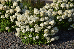 Bobo Hydrangea (Hydrangea paniculata 'ILVOBO') at Hunniford Gardens