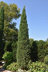 Taylor Redcedar (Juniperus virginiana 'Taylor') at Hunniford Gardens