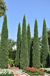 Taylor Redcedar (Juniperus virginiana 'Taylor') at Hunniford Gardens