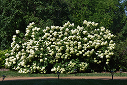 Limelight Hydrangea (Hydrangea paniculata 'Limelight') at Hunniford Gardens