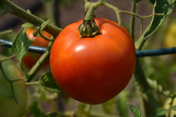 Better Boy Tomato (Solanum lycopersicum 'Better Boy') at Hunniford Gardens