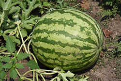 Watermelon (Citrullus lanatus) at Hunniford Gardens