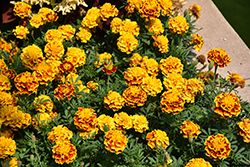 Bonanza Bee Marigold (Tagetes patula 'PAS2258') at Hunniford Gardens