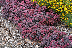 Dazzleberry Stonecrop (Sedum 'Dazzleberry') at Hunniford Gardens