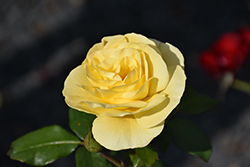 High Voltage Rose (Rosa 'BAIage') at Hunniford Gardens