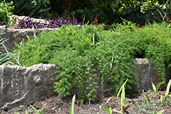 Sprengeri Asparagus Fern (Asparagus densiflorus 'Sprengeri') at Hunniford Gardens