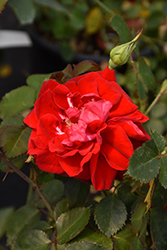 Canadian Shield Rose (Rosa 'CCA576') at Hunniford Gardens