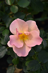 Chinook Rose (Rosa 'VLR001') at Hunniford Gardens