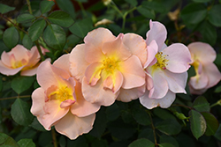 Chinook Rose (Rosa 'VLR001') at Hunniford Gardens