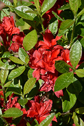 Electric Lights Red Azalea (Rhododendron 'UMNAZ 502') at Hunniford Gardens