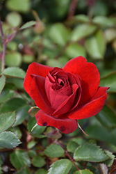 Canadian Shield Rose (Rosa 'CCA576') at Hunniford Gardens