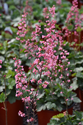 Pink Revolution Foamy Bells (Heucherella 'Pink Revolution') at Hunniford Gardens