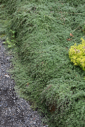 Wooly Thyme (Thymus pseudolanuginosis) at Hunniford Gardens