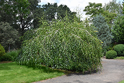 Young's Weeping Birch (Betula pendula 'Youngii') at Hunniford Gardens