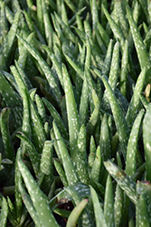Aloe Vera (Aloe vera) at Hunniford Gardens