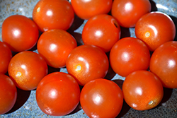 Sweet 100 Tomato (Solanum lycopersicum 'Sweet 100') at Hunniford Gardens