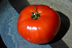 Bush Early Girl Tomato (Solanum lycopersicum 'Bush Early Girl') at Hunniford Gardens