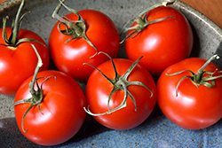 Patio Tomato (Solanum lycopersicum 'Patio') at Hunniford Gardens