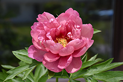 Pink Double Dandy Peony (Paeonia 'Pink Double Dandy') at Hunniford Gardens