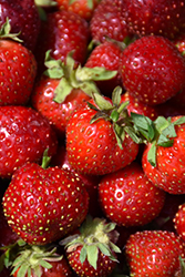 Quinault Strawberry (Fragaria 'Quinault') at Hunniford Gardens