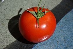 Early Girl Tomato (Solanum lycopersicum 'Early Girl') at Hunniford Gardens